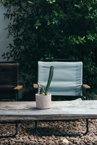 Potted plant on table in yard