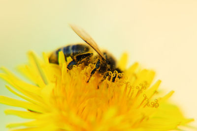 Close-up of insect on yellow flower