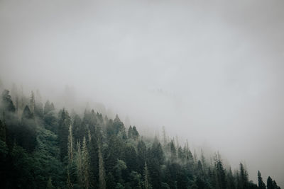 Pine trees in forest against sky