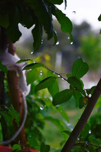 Close-up of wet plant