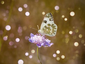 Close-up of butterfly pollinating on purple flower