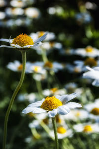 Close-up of yellow flower blooming outdoors