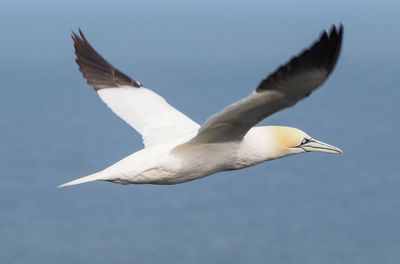 Low angle view of seagull flying against sky