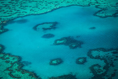 High angle view of jellyfish on beach