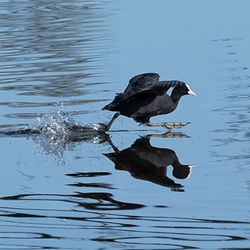 Bird swimming in lake
