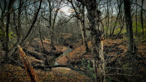 Bare trees in forest