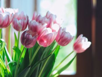 Close-up of tulips