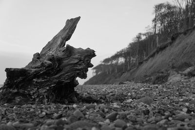 Close-up of driftwood on field against sky