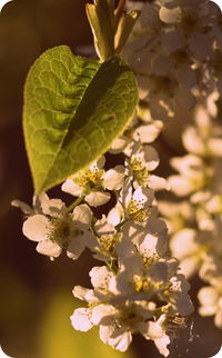 Close-up of flowers