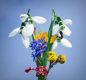 Close-up of white flowering plant against blue sky