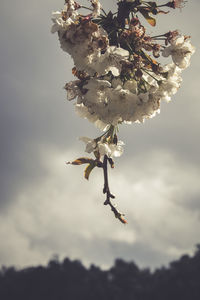 Close-up of cherry blossom on twig against sky