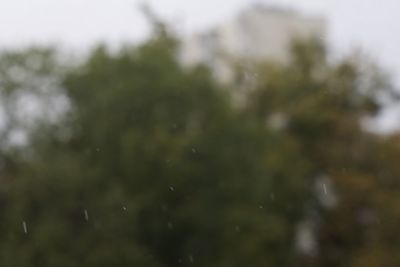 Defocused image of wet tree against sky during rainy season