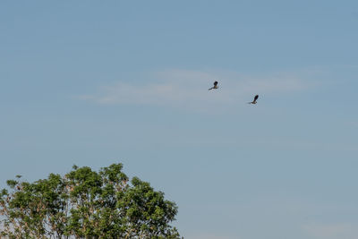 Low angle view of birds flying in the sky