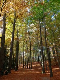 Trees in forest