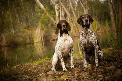 German shorthaired pointer dogs sitting on field by pond