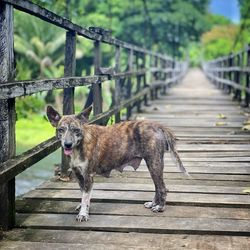 Portrait of a dog