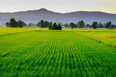 Scenic view of agricultural field against sky