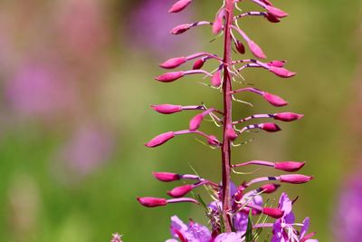 Close-up of pink flowering plant