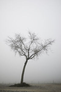 Bare tree on field against sky during foggy weather