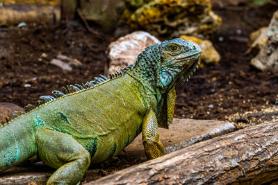 Close-up of lizard on field