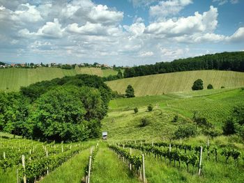 Scenic view of agricultural field against sky