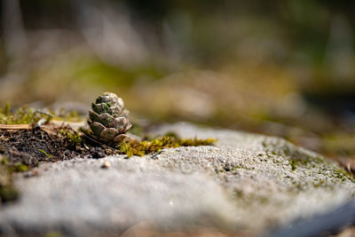 Close-up of crab on rock