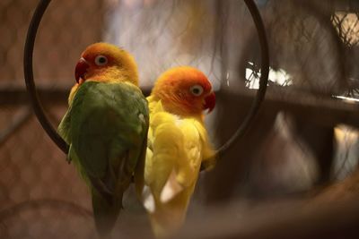 Close-up of parrot in cage