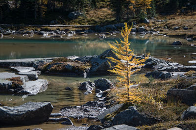 Scenic view of lake in forest