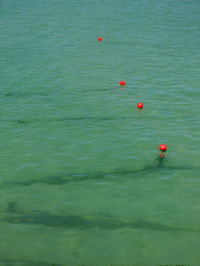 Red floating on sea