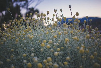 Yellow flowers blooming on field