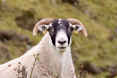 Portrait of sheep on field