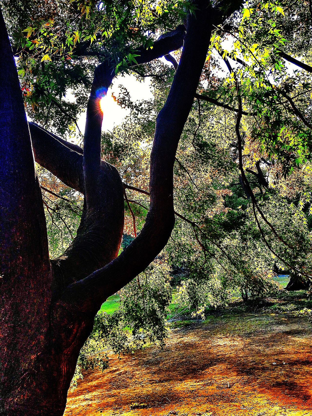 Tokyo Shinjuku Gyoen Park