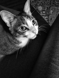 High angle portrait of cat sitting at home