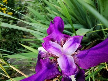 Close-up of purple flower