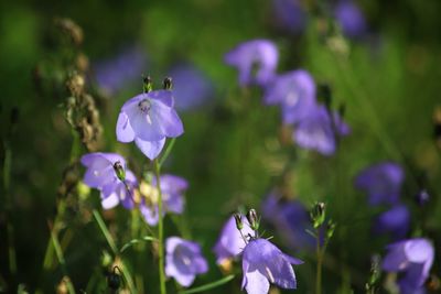 Close-up of purple flowering plant