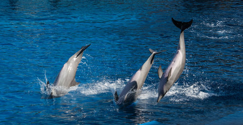 View of birds in sea