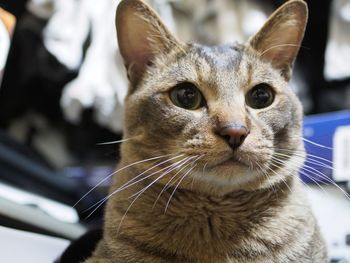 Close-up portrait of cat