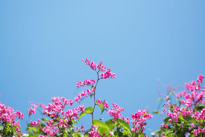 Low angle view of pink cosmos flowers against clear sky