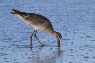 Gray heron on water