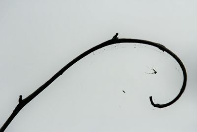 Low angle view of birds perched against clear sky