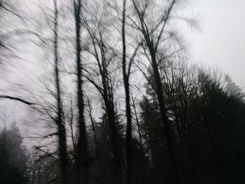 Low angle view of trees against sky