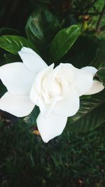 Close-up of white rose blooming outdoors