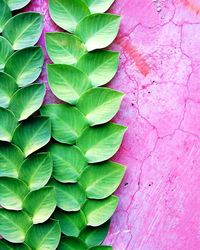 Full frame shot of fresh green leaves