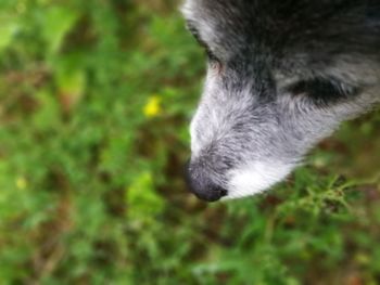 Close-up of horse on grassy field