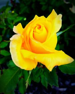 Close-up of yellow rose