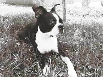 Portrait of dog on grassy field