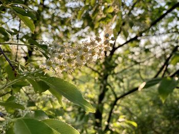 Close-up of fresh white flowering plant
