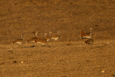 Birds on ground