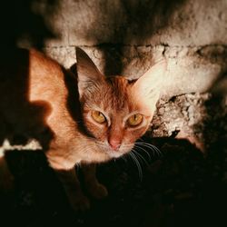 Portrait of ginger cat