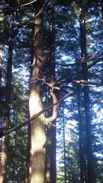 Low angle view of trees